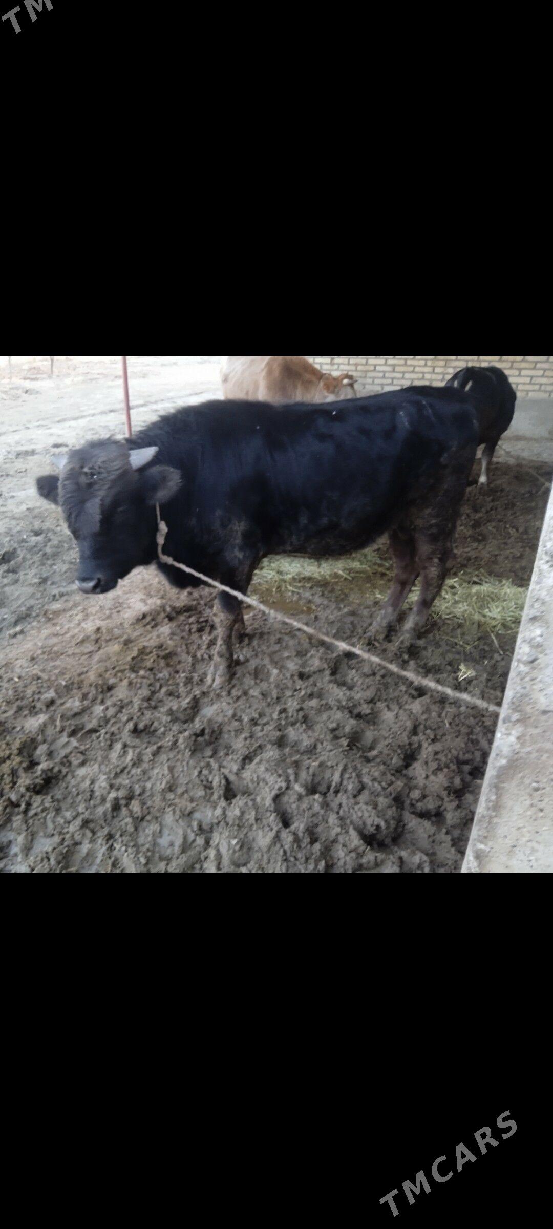 okuz - Bäherden - img 1