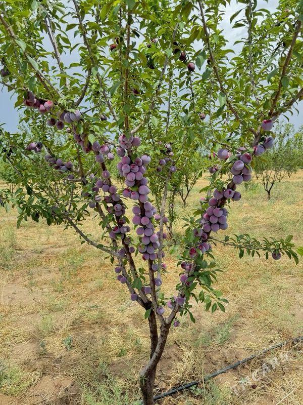 miweli bag tayyn biznes - Кака - img 1