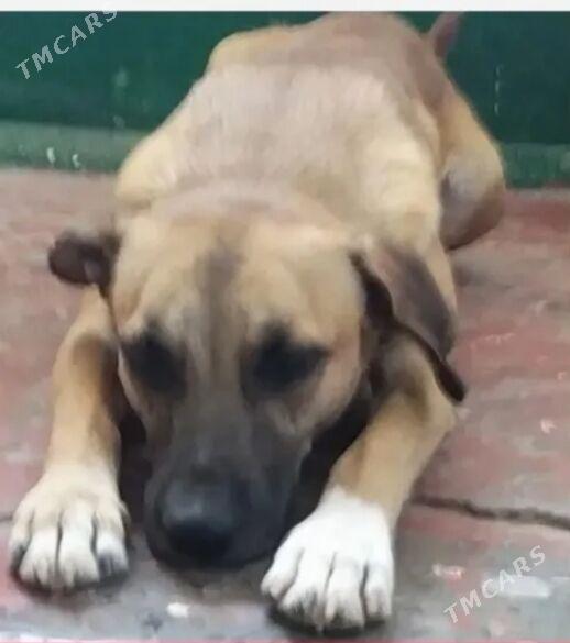 собака - Ашхабад - img 1