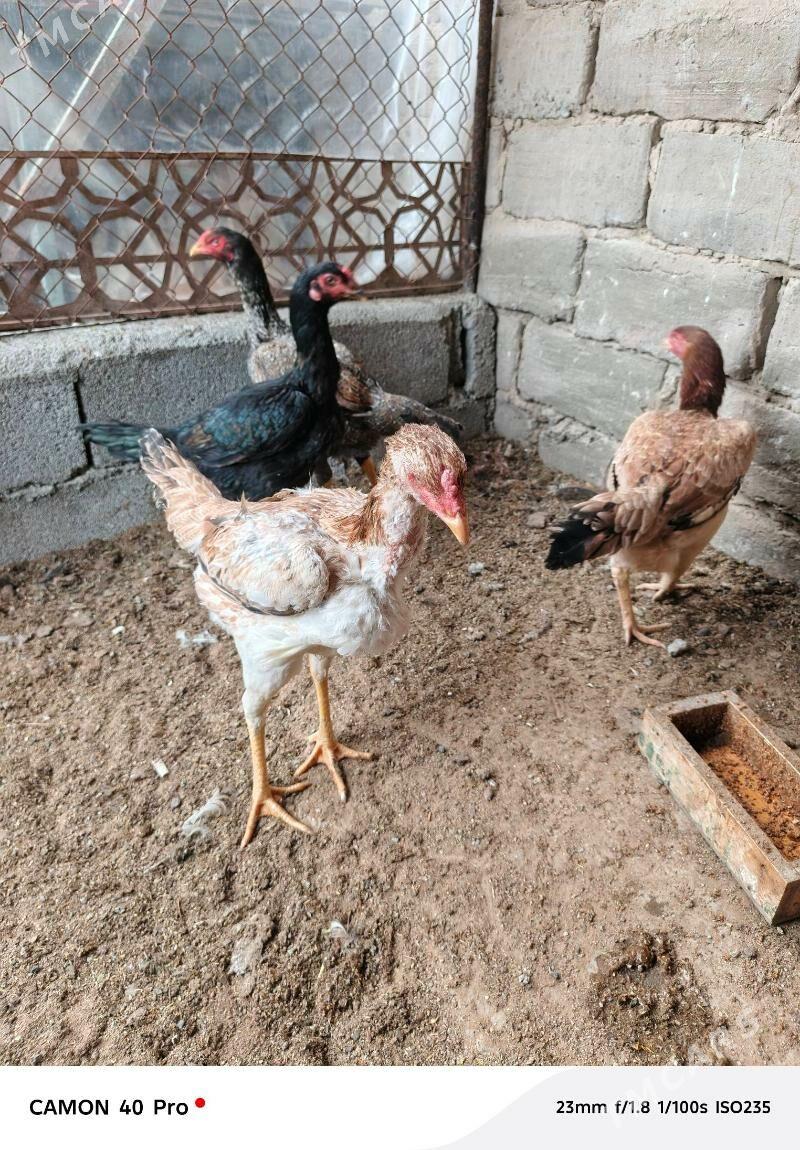 tasgent mani - Гарадамак Шор - img 1