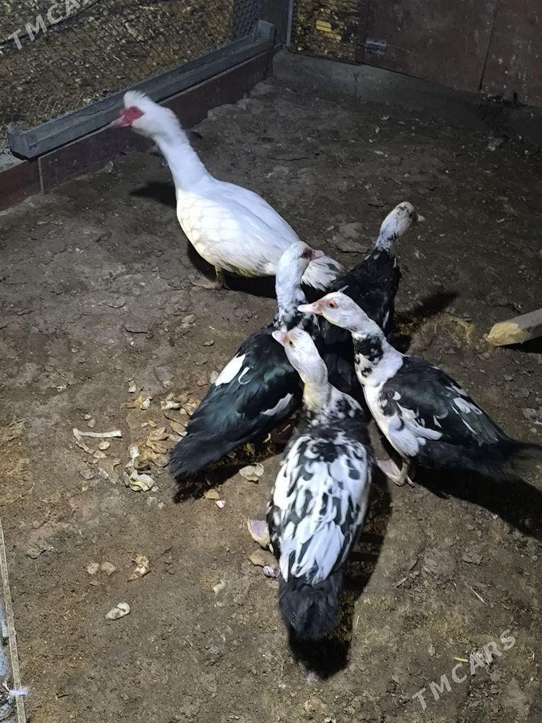 gaz - Кака - img 1