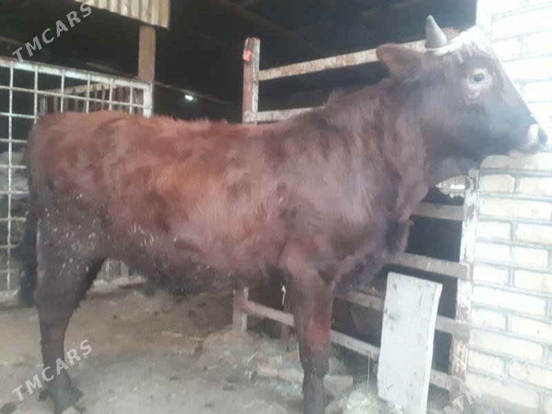 Öküz 1.5 ýaş - Wekilbazar - img 1