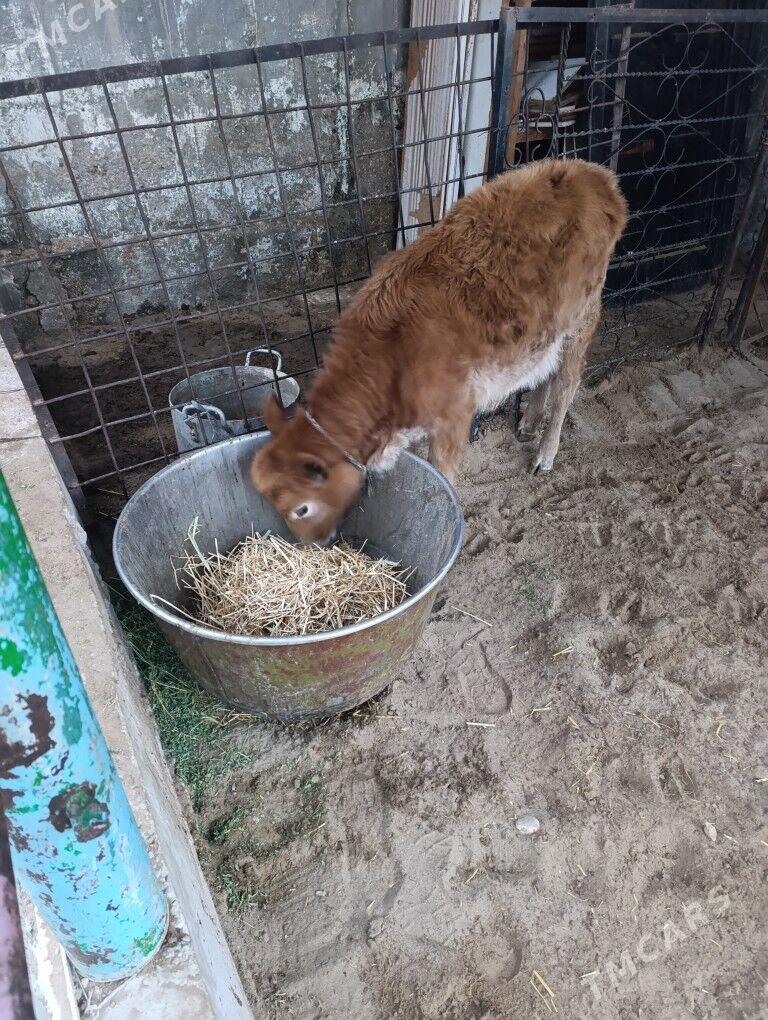 Sygyr - Балканабат - img 1