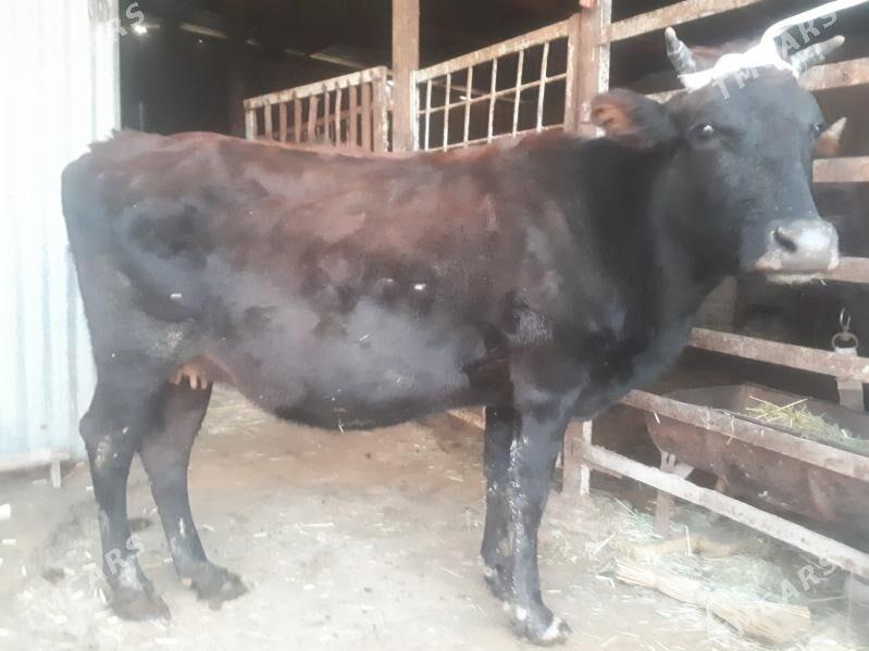 Agyr Bogaz Sygyr - Векильбазар - img 1