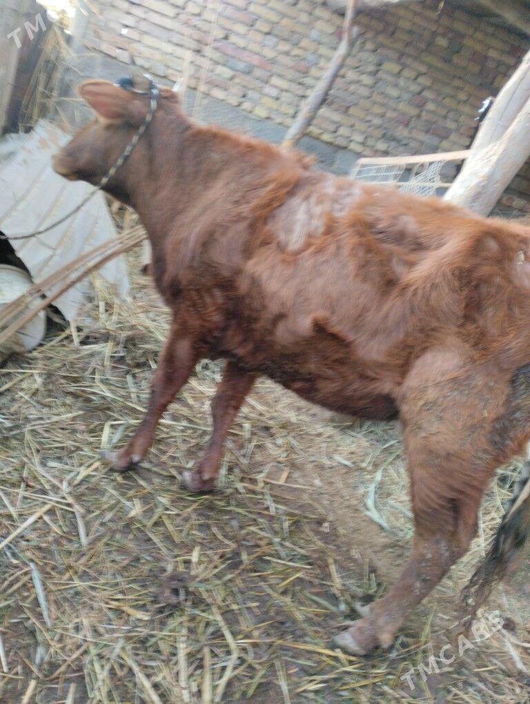 Unajyn - Türkmenabat - img 1