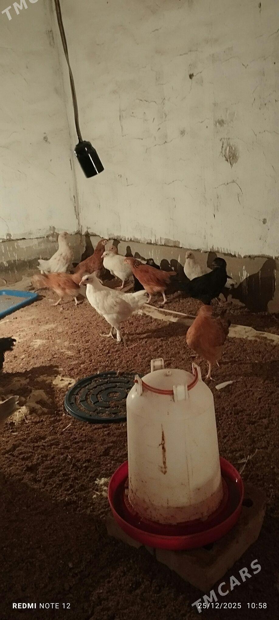 towuk jüje - Мары - img 1