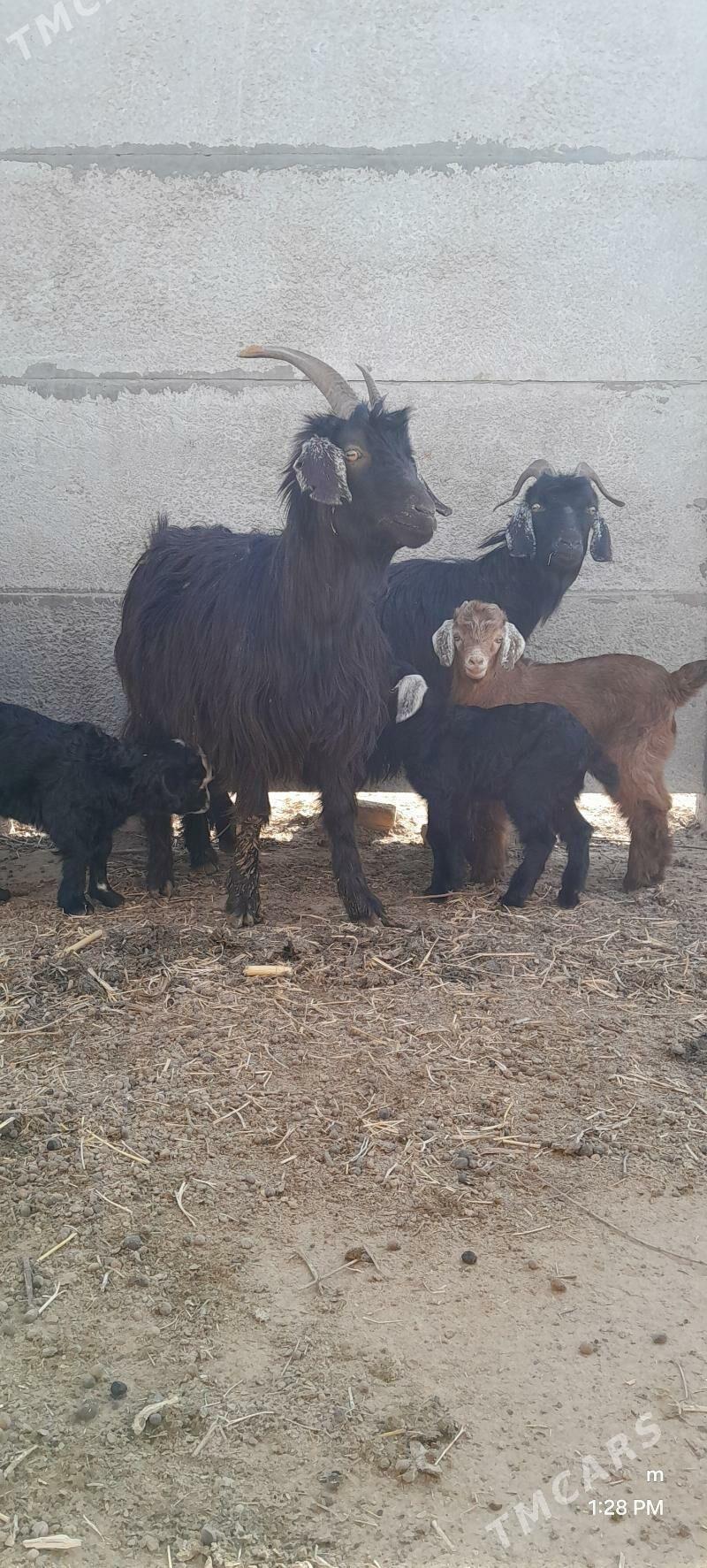 owlakly - Мары - img 1