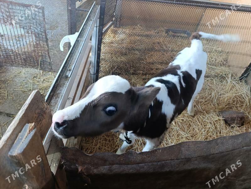 Öküz - Гёкдепе - img 1