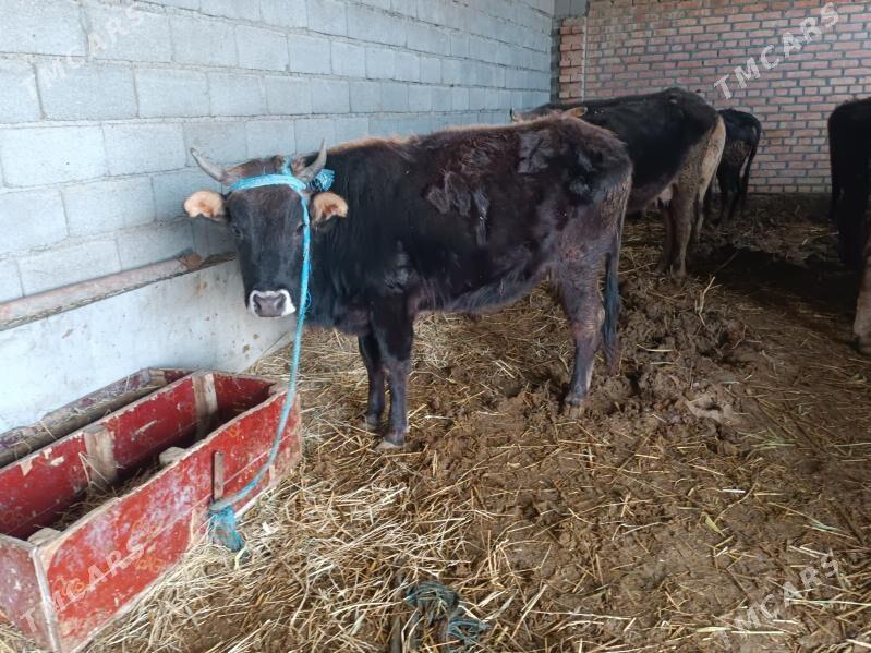 Tüwe - Бахарден - img 1