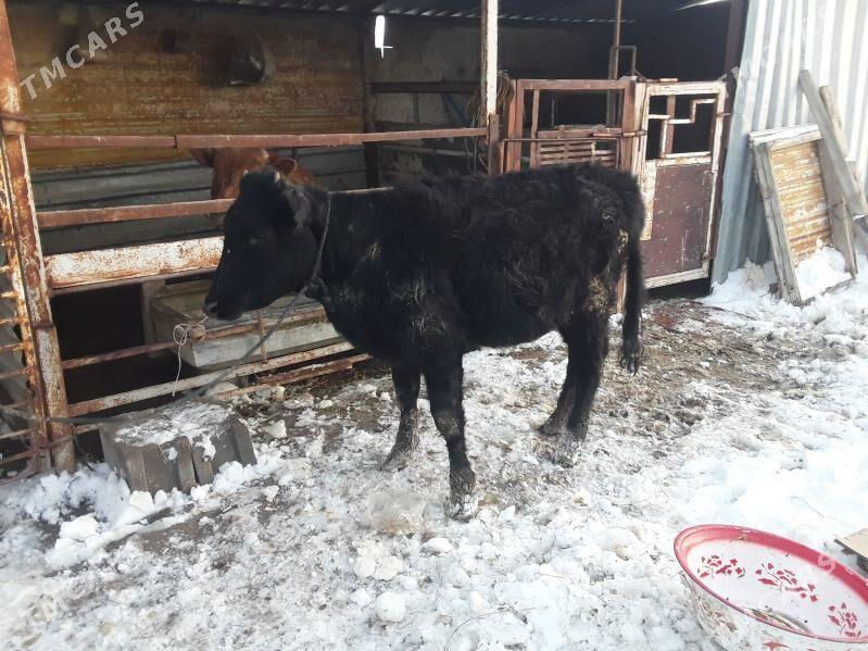 Tüwe - Ак-Бугдайский этрап - img 1