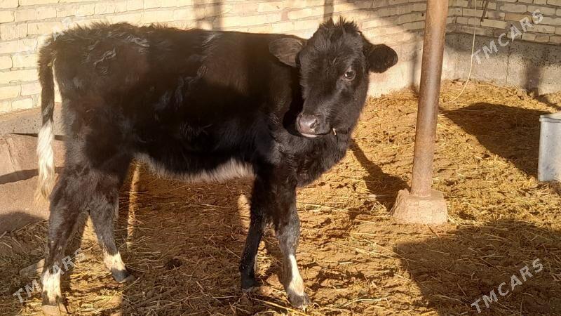 unajyn - Сакар - img 1