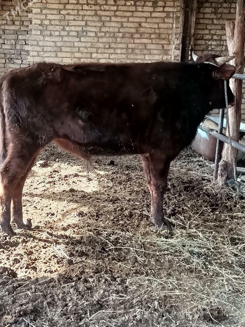 öküz - Çärjew - img 1