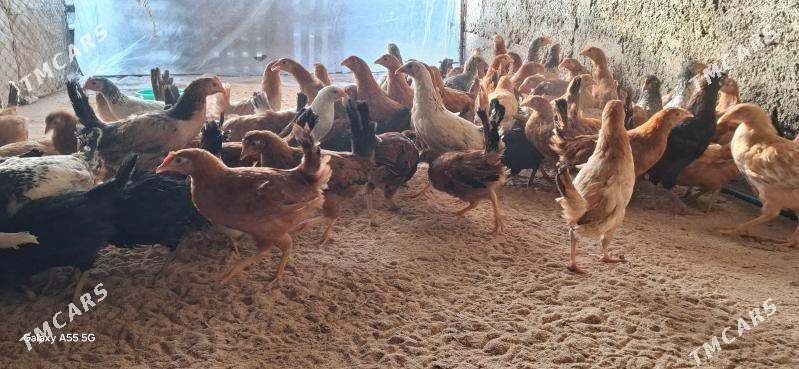 towuk juyje - Чоганлы - img 1