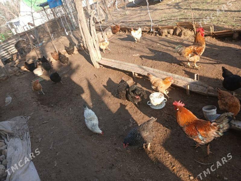 towuk - Aşgabat - img 1