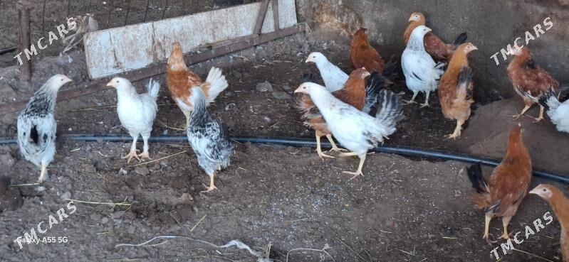 towuk horaz juyje - Чоганлы - img 1