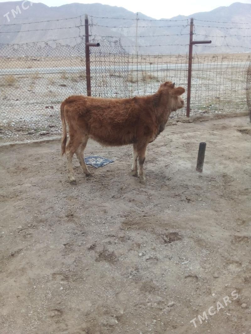 1 yaş gaçar - Балканабат - img 1