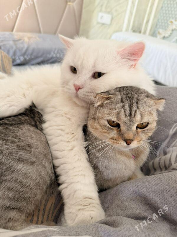 кот для - Aşgabat - img 1