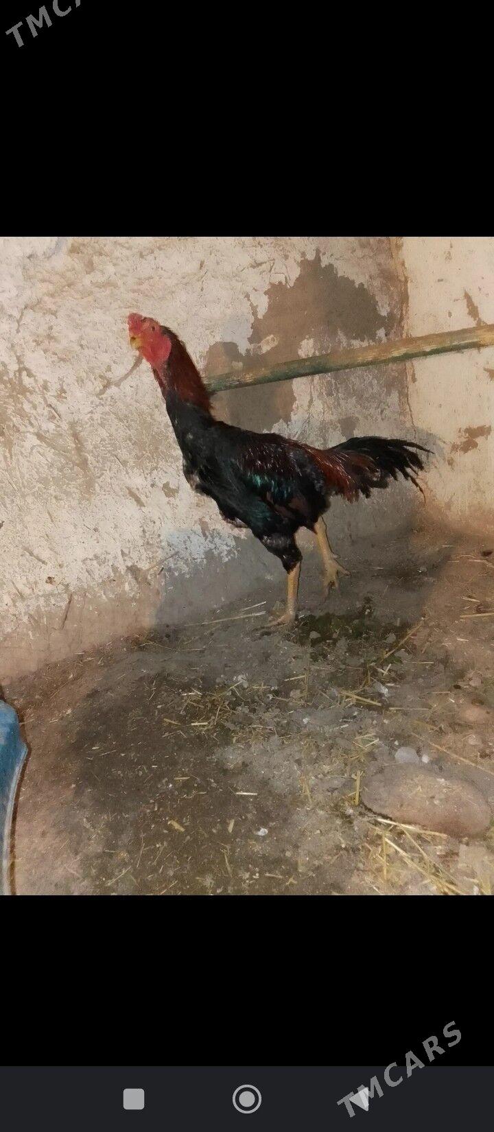 OZBEKDEN GELEN HORAZ - Сакар - img 1