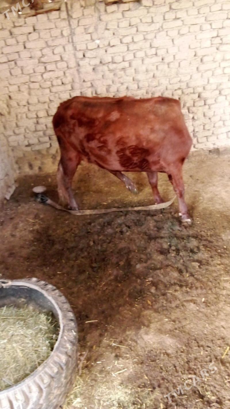 Baklyp duran - Sakarçäge - img 1