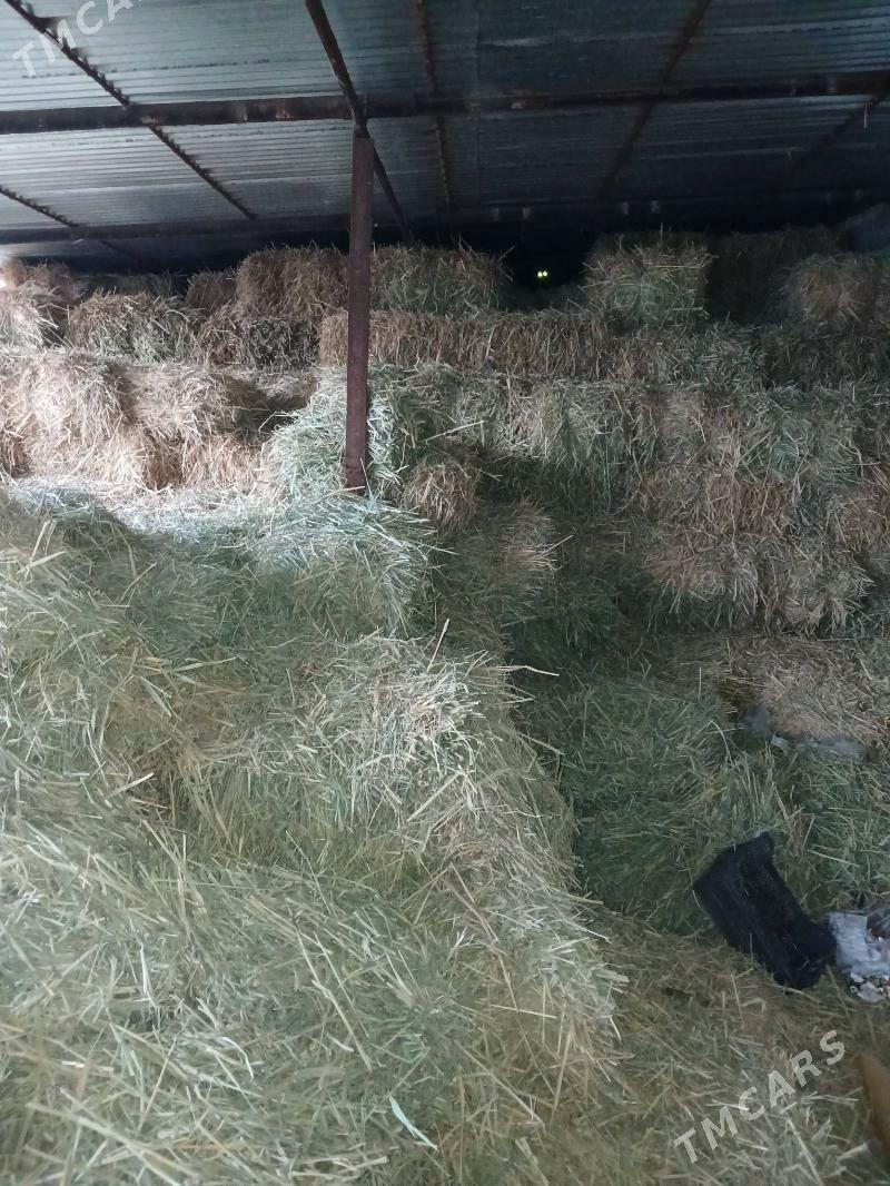 Gamys pres - Гёкдепе - img 1