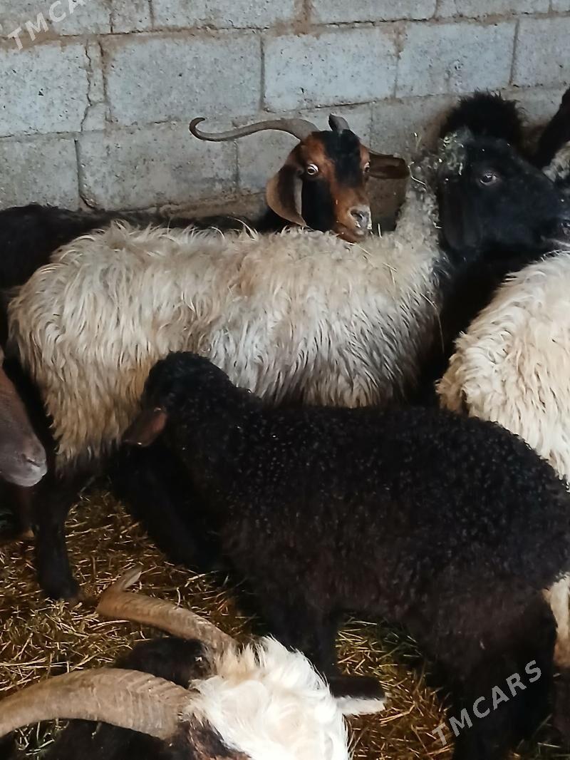 Guzuly goyun bogoz goyun - Ашхабад - img 1