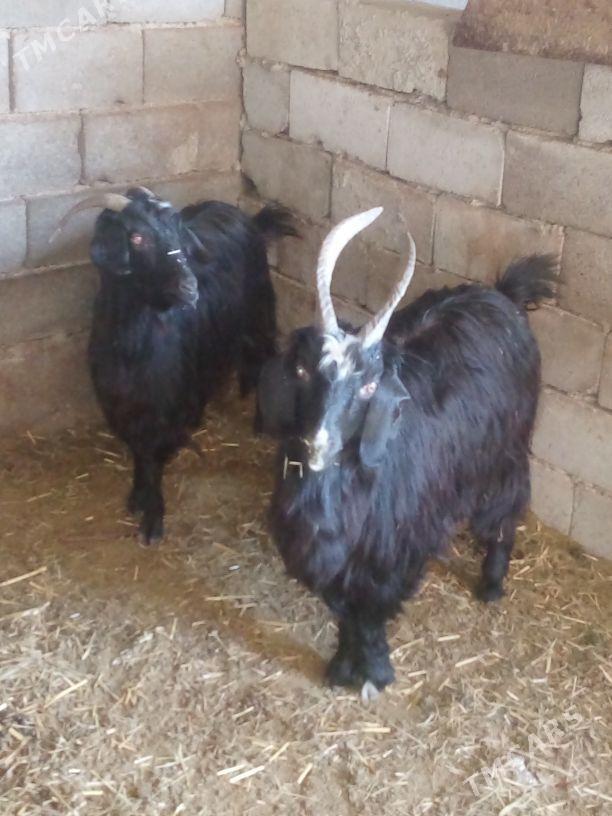 GEÇI - Bäherden - img 1