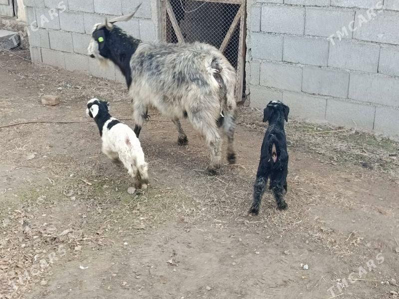 Ekiz owlakly Geci - Gökdepe - img 1