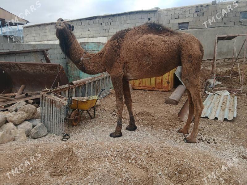 дуйе - Балканабат - img 1