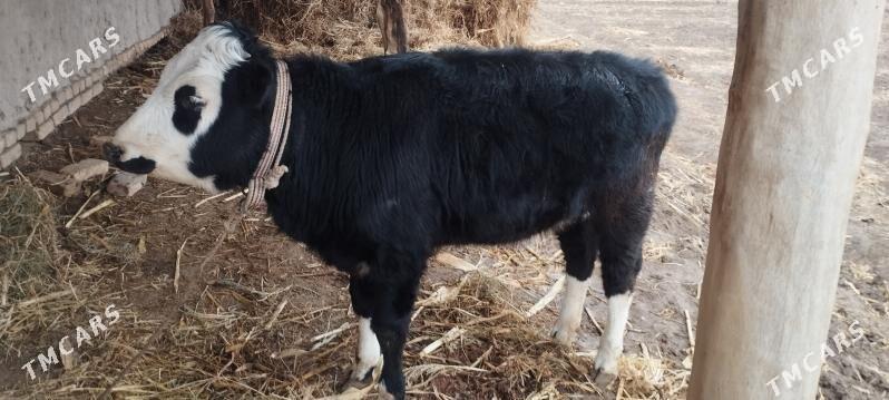 gacar - Görogly (Tagta) - img 1