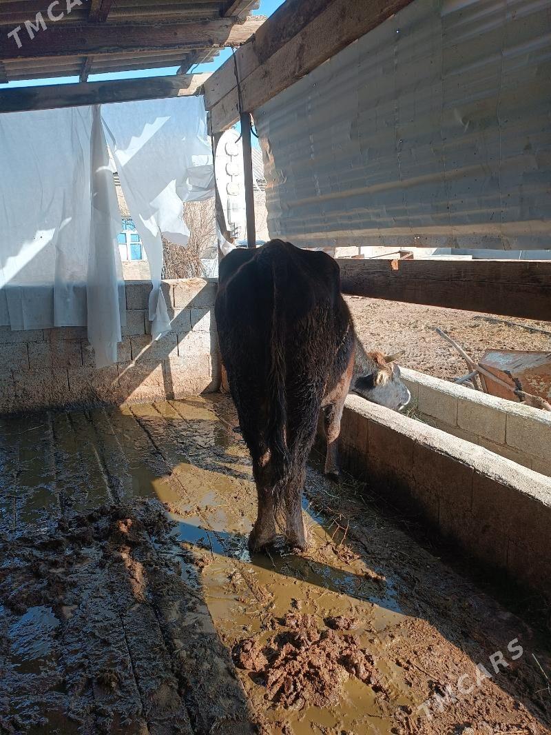 Bogaz sygyr - Гёкдепе - img 1