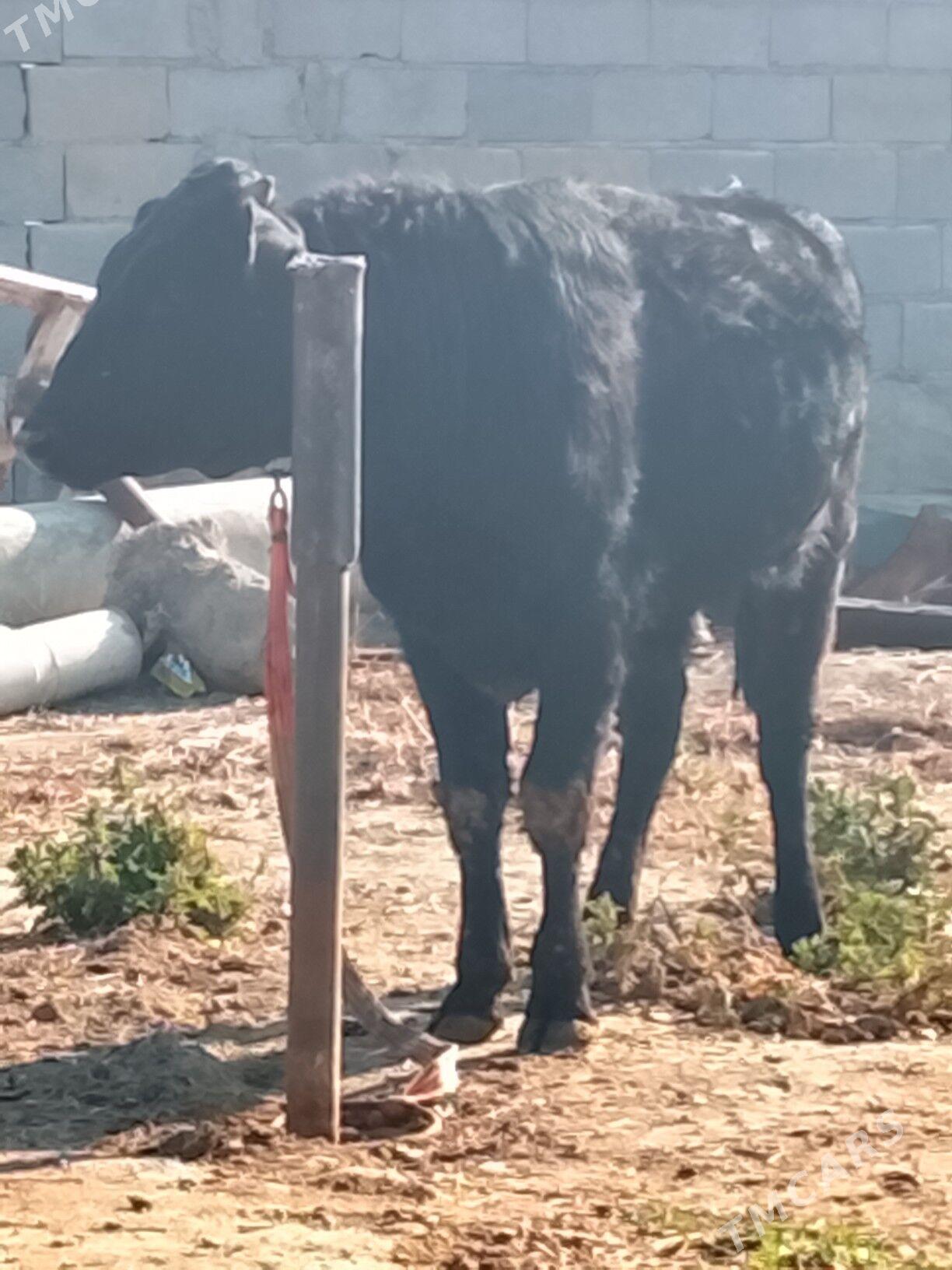 окуз - Бахарден - img 1