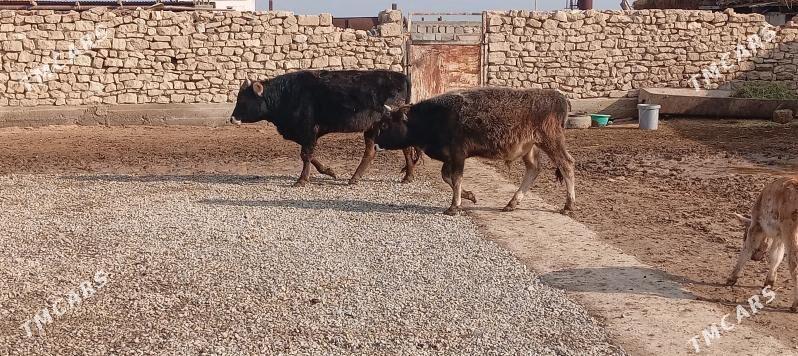 okuz - Гызыларбат - img 1