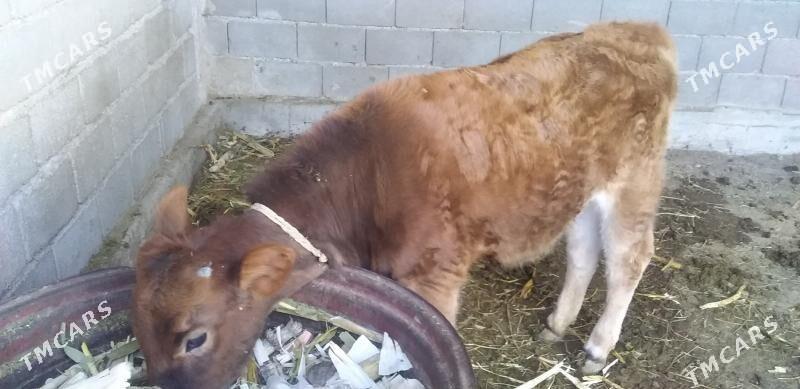 tüwe - Яшлык - img 1