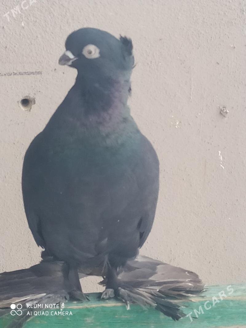 Голубка - Туркменабат - img 1