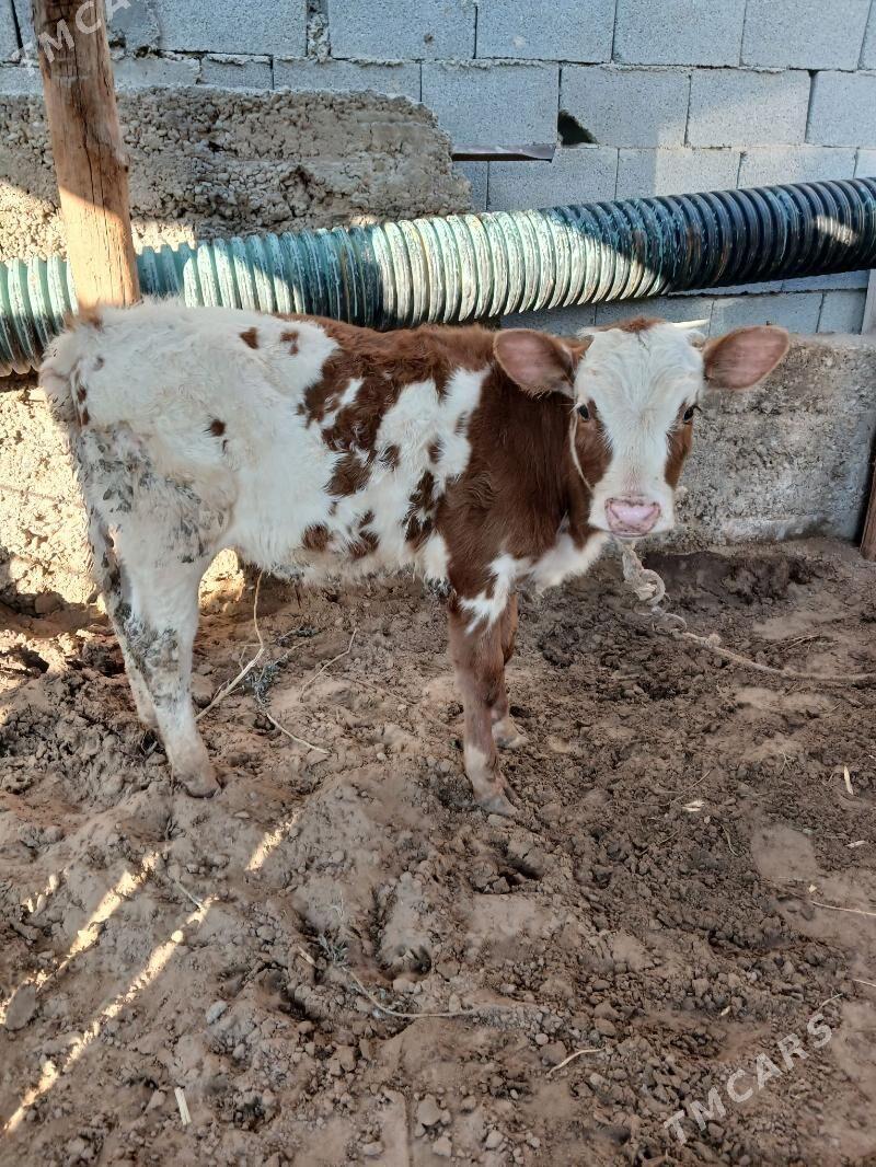 Simental Okuzce Golejik - Çoganly - img 1