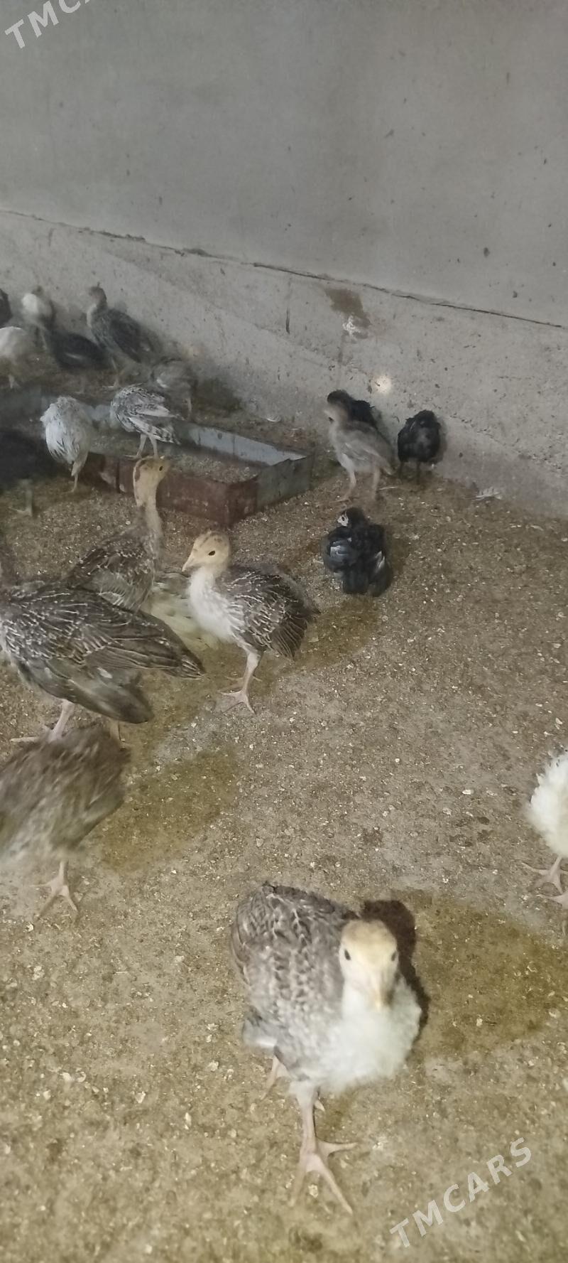 induk juje - Бабадайхан - img 1