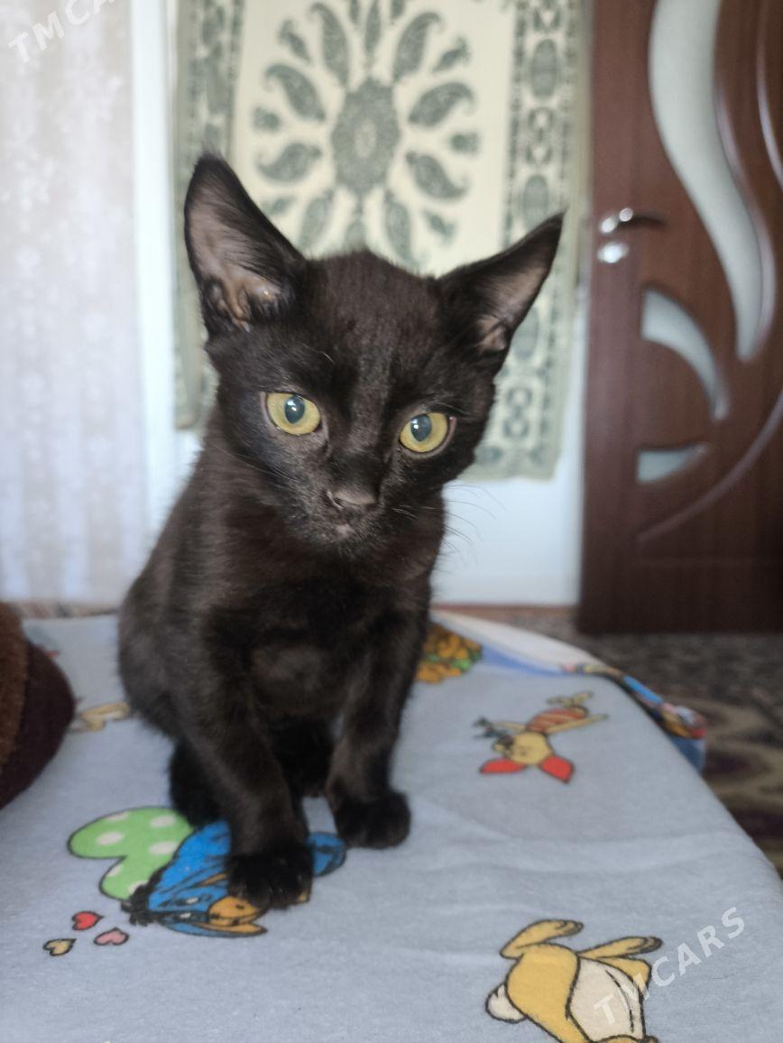 Котенок - Мары - img 1