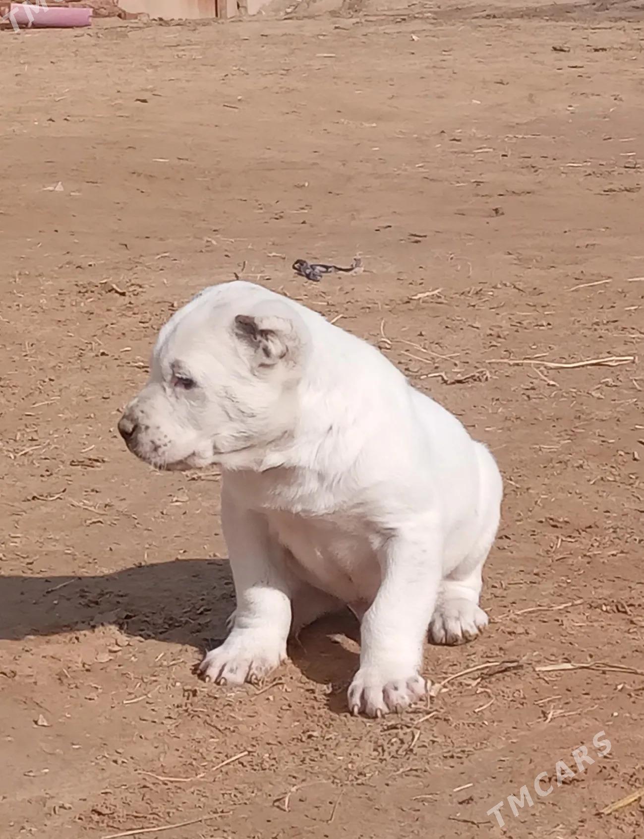 Turkmen alabaýy - Сакарчага - img 1