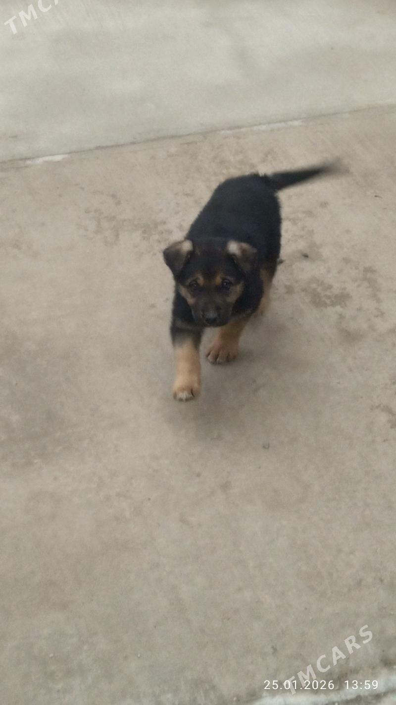 afcarka - Daşoguz - img 1