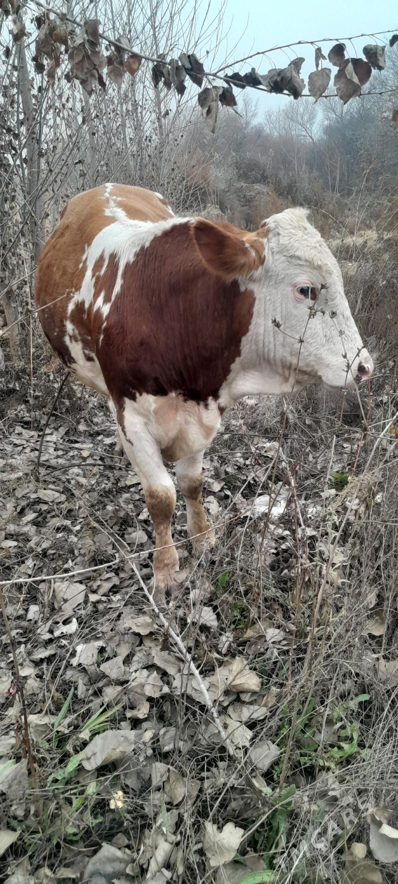 sygyr - Bagyr - img 1