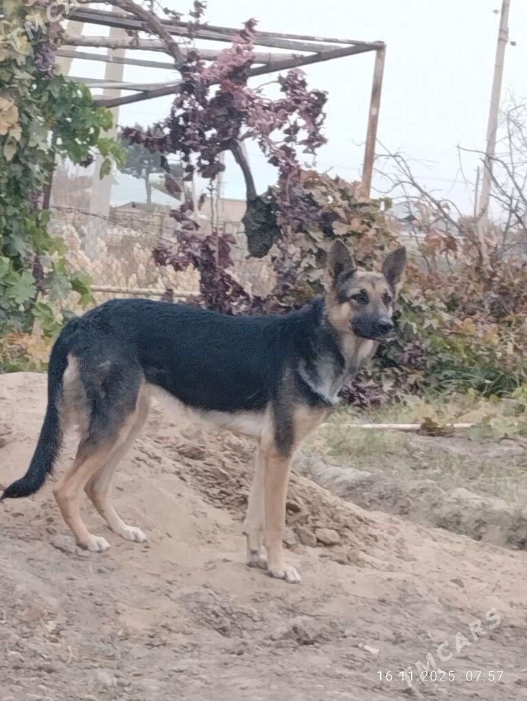 AWÇARKA - Mary - img 1