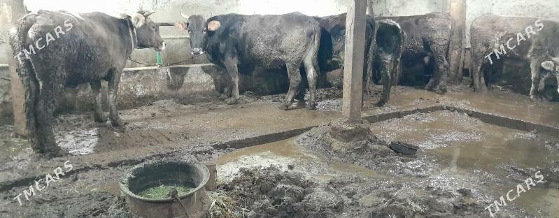 semiz sygyrlar - Bäherden - img 1