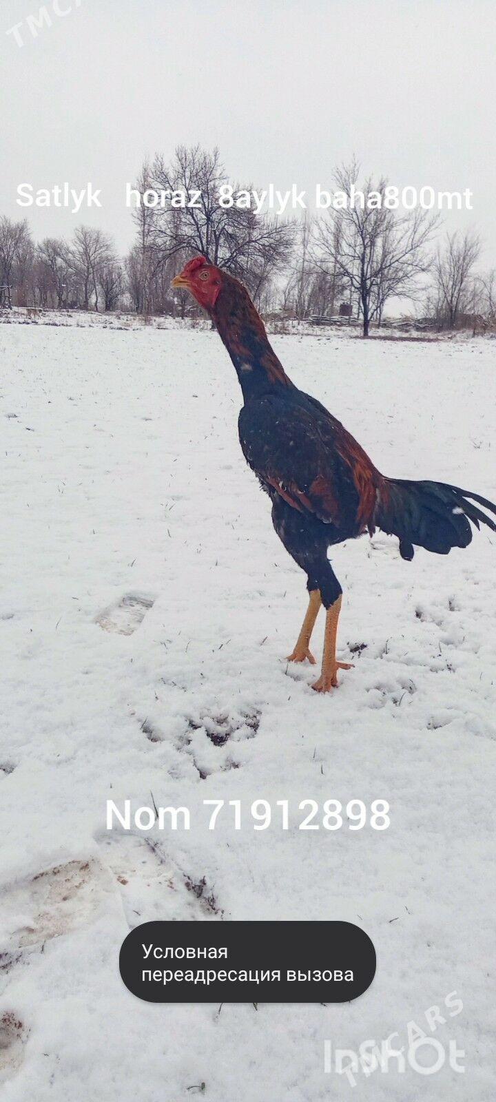 horazhorazhoraz - Gurbansoltan Eje - img 1