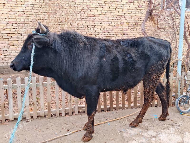 OKUZLER - Туркменабат - img 1