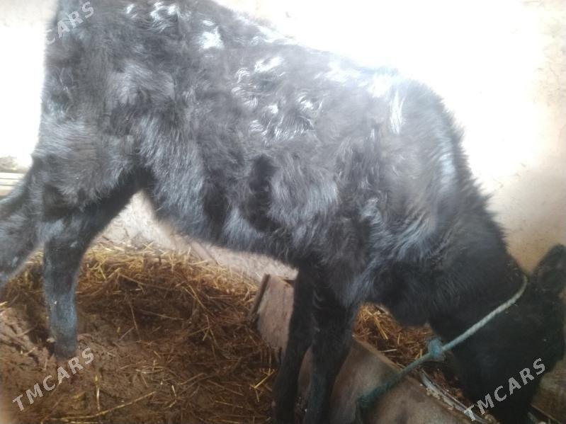 Unajyn - Çärjew - img 1