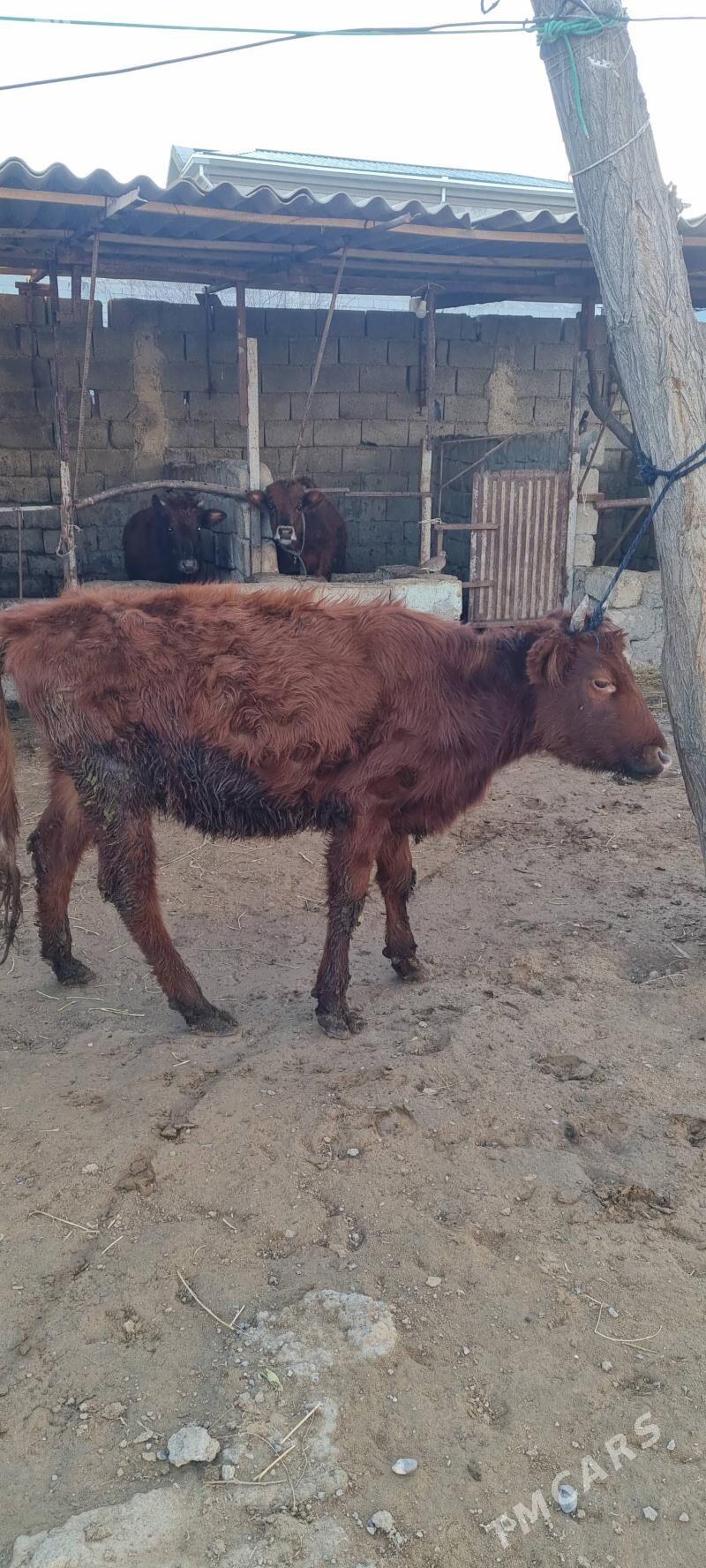 tüwe göle - Анев - img 1