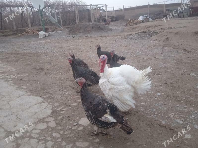 induk - Kaka - img 1