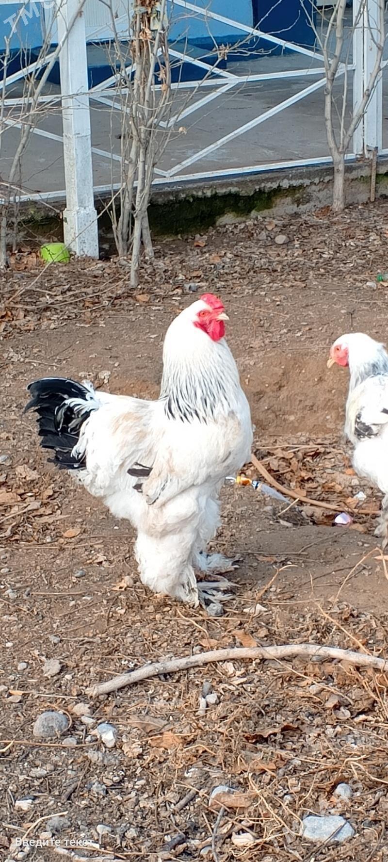 Brama horaz. - Änew - img 1