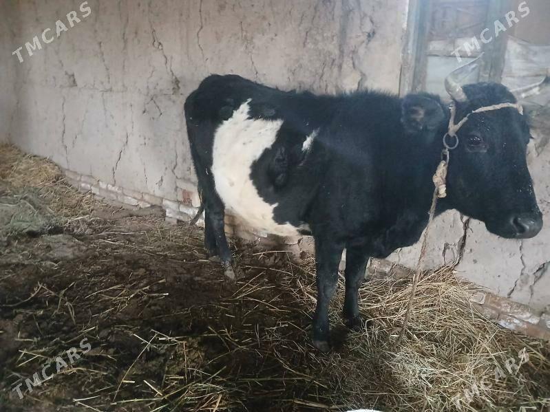 etik bogaz - Фарап - img 1