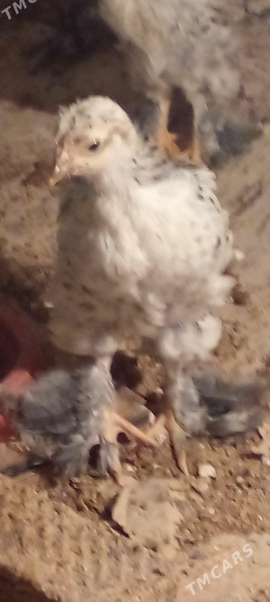 барма жуже - Ak bugdaý etraby - img 1